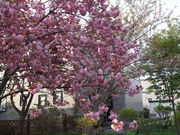 八重桜