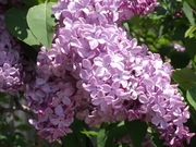 20120525-02.JPG