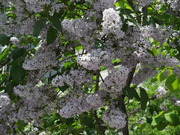 20120525-03.JPG