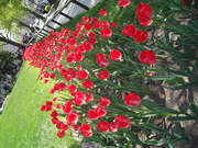 20120525-04.JPG