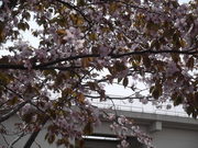 桜。