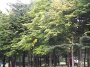 秋だねー。