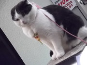 ねこさん。