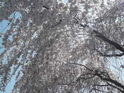 近所の○○さんちの枝垂れ桜。今年も綺麗。