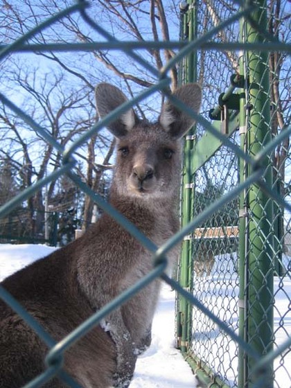 カンガ