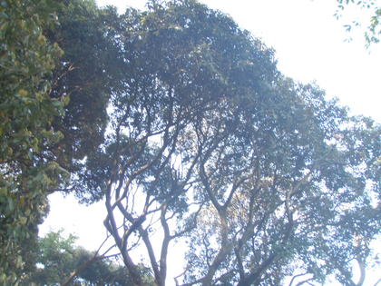 1588432687-P1010337.JPG