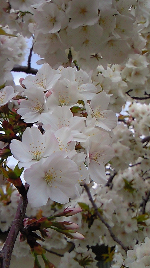 200804071102000.jpg