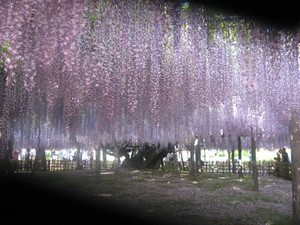 20080507-01.JPG