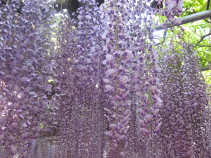 20080507-02.JPG