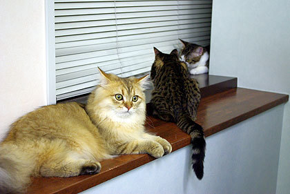 20090826-05.jpg