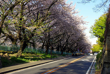 20110413-01.jpg