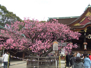 20070304-06.jpg
