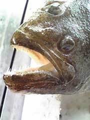ヒラメ顔