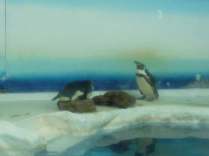 20090705-05.JPG