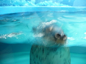 20090705-07.JPG