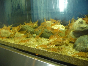 20090705-08.JPG