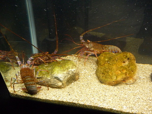20090705-09.JPG
