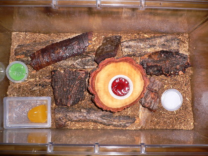 ケース