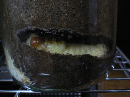 20081013-01.JPG