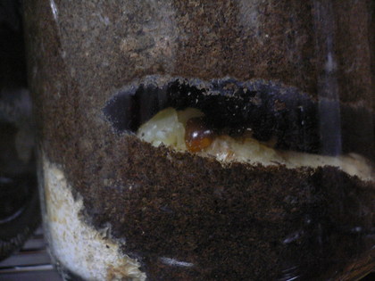 20081013-04.JPG