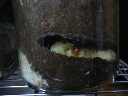 20081013-05.JPG