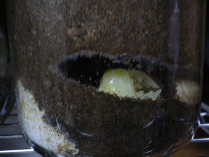 20081013-07.JPG