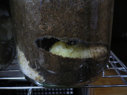 20081013-08.JPG