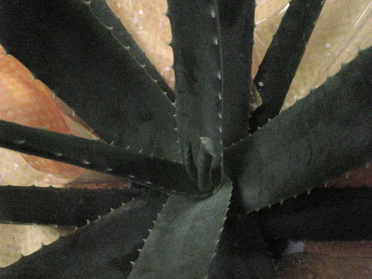 20120513-02.jpg
