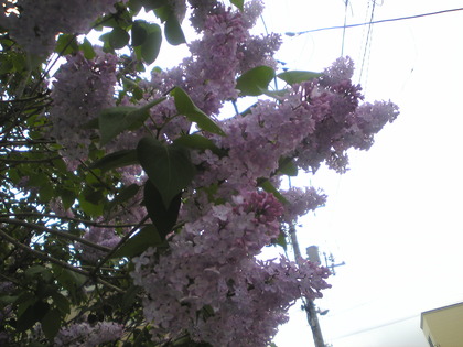 1370516668-Image525.jpg