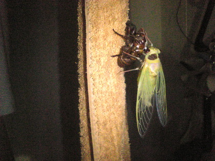 1374698157-Image543.jpg