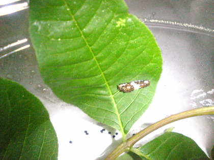 1376473718-Image592.jpg