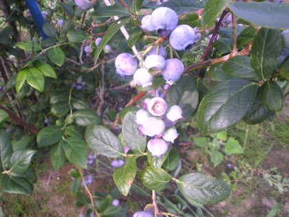 1376608372-Image601.jpg