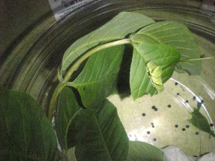 1376714725-Image606.jpg