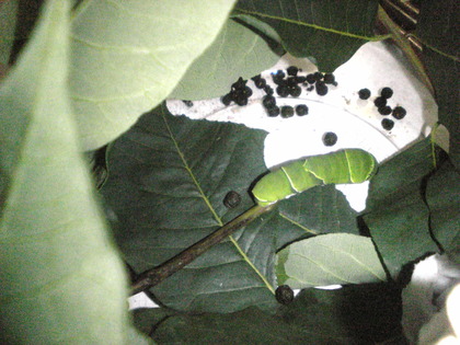 1376914299-Image617.jpg