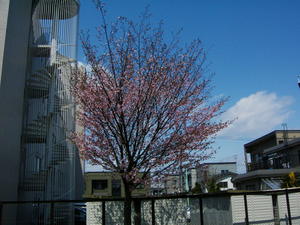 公園の桜