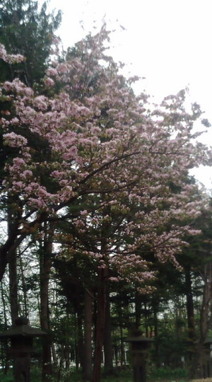 桜