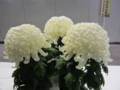 菊