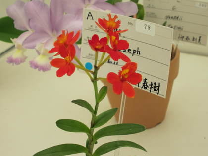 大通公園２