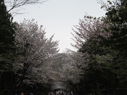 桜
