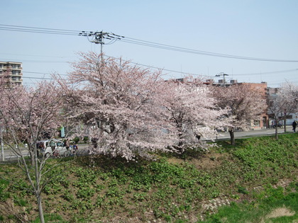 新川の桜