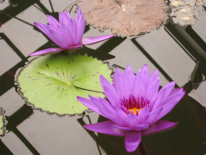 植物園