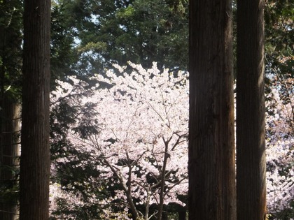 桜２