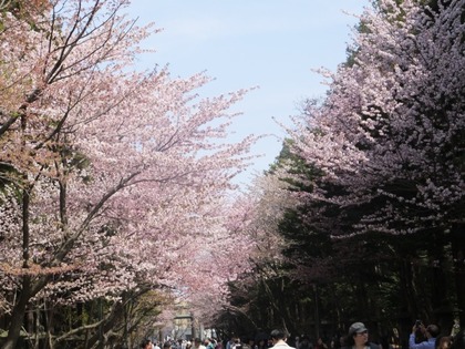 桜３