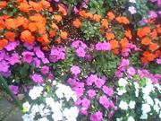 20080713-02.JPG