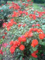 20080713-03.JPG
