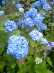 20080713-05.JPG
