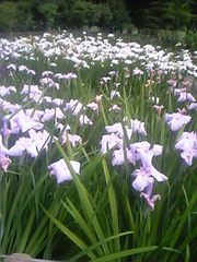 20080713-06.JPG