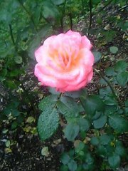 20080713-07.JPG