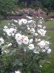20080713-09.JPG