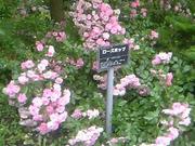 20080713-11.JPG